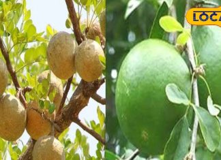 कच्चे और पके पत्थर बेल के अनेकों हैं फायदे, गर्मियों में है यह बेहद फायदेमंद, जानें आयुर्वेदिक डॉक्टर से