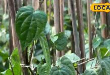 एकाग्रता बढ़ाने से लेकर मुंह की बदबू तक होगी दूर, बस चबा लें इस पौधे की पत्तियां, गठिया में भी है असरदार