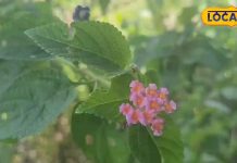 सांस लेने में हो रही है तकलीफ, इस चमत्कारी पौधे के रस का करें सेवन, छूमंतर हो जाएगी सारी परेशानी