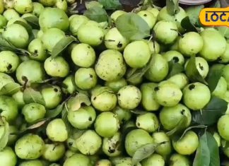 किसी सुपरफूड से कम नहीं है ये फल… पेट से लेकर बालों और स्किन तक में फायदेमंद, वजन भी करे कंट्रोल