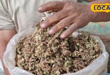 सौ मर्ज की एक दवा है यह जड़ी-बूटी! कई बीमारियों का जड़ से कर देती है सफाया, जानें उपयोग