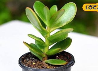 आज ही घर में लगा लें ये 4 पौधे, चुंबक की तरह खिंचा आएगा पैसा, कभी नहीं होगी धन की कमी – Bharat.one हिंदी