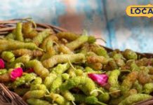 शहतूत खाने के हैं अनगिनत फायदे, डायबिटीज़ से लेकर पाचन तक में रामबाण, बढ़ाता है शरीर में खून – Bharat.one हिंदी