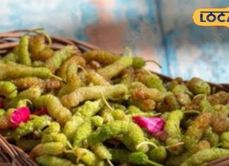 शहतूत खाने के हैं अनगिनत फायदे, डायबिटीज़ से लेकर पाचन तक में रामबाण, बढ़ाता है शरीर में खून – Bharat.one हिंदी