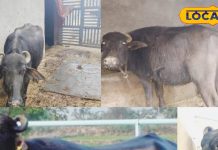 कम जगह और कम खर्च में पाले यह भैंस, पाएं शानदार दूध उत्पादन और बढ़ाएं आमदनी, जानें कैसे?