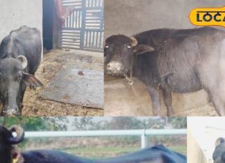 कम जगह और कम खर्च में पाले यह भैंस, पाएं शानदार दूध उत्पादन और बढ़ाएं आमदनी, जानें कैसे?