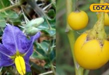 This plant grows on barren land very useful in Ayurveda