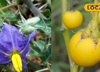 This plant grows on barren land very useful in Ayurveda