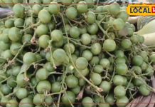 दादी-नानी का नुस्खा बना हेल्थ एक्सपर्ट्स की पसंद, यह अचार बना जोड़ों के दर्द और एलर्जी का नेचुरल इलाज