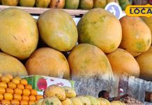 बस कुछ दिन ही मिलेगा ये हैदराबादी बदामी आम, बाजार में आते ही मचाया धमाल, खुशबू से खींचे चले आ रहे लोग