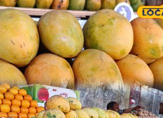 बस कुछ दिन ही मिलेगा ये हैदराबादी बदामी आम, बाजार में आते ही मचाया धमाल, खुशबू से खींचे चले आ रहे लोग