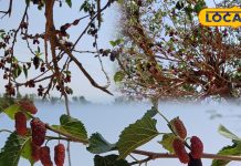 गर्मियों में जरूर खाएं यह फल, त्वचा, बाल और पाचन के लिए रामबाण