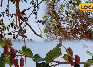 गर्मियों में जरूर खाएं यह फल, त्वचा, बाल और पाचन के लिए रामबाण