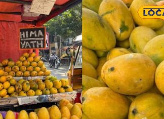 भारत के राजघरानों से जुड़ा है हिमायत आम, मिठास इतनी की हैदराबाद के निजाम भी थे इसके दीवाने
