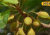 Even dry fruits fail in front of this know ayurvedic fayde