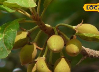 Even dry fruits fail in front of this know ayurvedic fayde