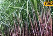 ऐसी फसल, इसका तिनका भी नहीं जाता खराब, पाचन, पीलिया और कैंसर में लाभदायक – Bharat.one हिंदी