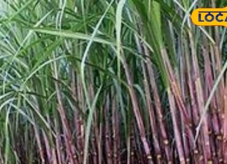 ऐसी फसल, इसका तिनका भी नहीं जाता खराब, पाचन, पीलिया और कैंसर में लाभदायक – Bharat.one हिंदी