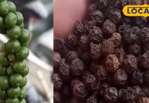 सेहत के लिए बेहद गुणकारी है मसालों की रानी, शरीर से विषैले पदार्थ को निकाल फेंकती है बाहर, ऐसे करें सेवन