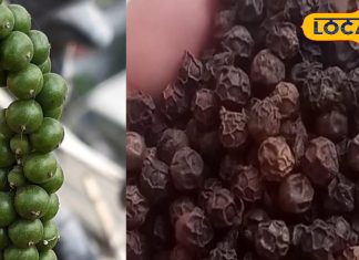 सेहत के लिए बेहद गुणकारी है मसालों की रानी, शरीर से विषैले पदार्थ को निकाल फेंकती है बाहर, ऐसे करें सेवन