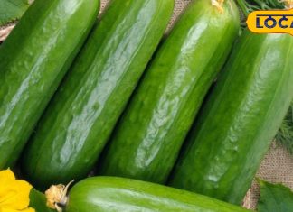 इस तरह करें कड़वे और स्वादिष्ट खीरे की पहचान, रंग और आकार खोल देगा राज, ये है सटीक तरीका