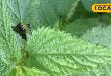 बिच्छू घास से दीवाना बना रहीं देहरादून की साधना, दिल जीत रहे इनके चाय और आचार