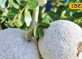 यह पेड़ नहीं दवाइयों का है खजाना, बवासीर-दमा से लेकर आंखों की बीमारी में भी है लाभदायक, जानिए सेवन विधि