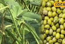 मोठ की फली के हैं इतने फायदे, दाल और सब्जी में रोज डालकर खाना शुरू कर देंगे आप