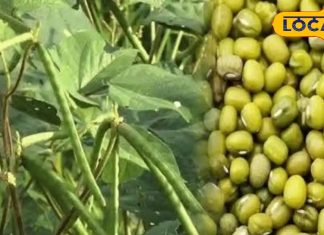 मोठ की फली के हैं इतने फायदे, दाल और सब्जी में रोज डालकर खाना शुरू कर देंगे आप