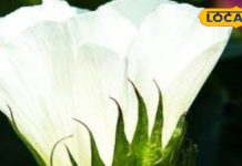 इस फूल की पंखुड़ियां खाने से ताकत बढ़ेगी, थकान नहीं लगेगी, रंग गोरा होगा, जले का निशान हटेगा, और भी फायदे