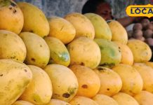 मैंगोशेक के लिए के नंबर वन है यह बदामी आम, करौली में है इतना रेट