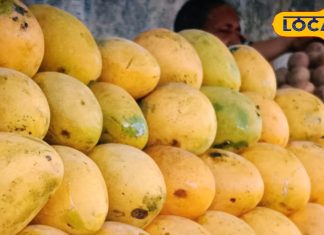 मैंगोशेक के लिए के नंबर वन है यह बदामी आम, करौली में है इतना रेट