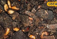 कुदरत का चमत्कार…चुटकियों में दिलाए कब्ज से राहत, मिनटों में चमकाए त्वचा