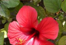 गुड़हल के फूल के औषधीय गुण और 6 बड़े फायदे