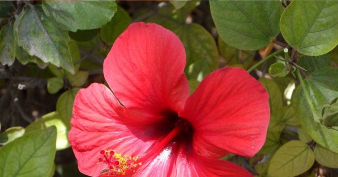 Hibiscus-Flower-benefits-2025-04-c430184650df499fe8ce84516f719524-16x9.jpg