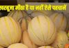 पके और मीठे खरबूजे खरीदने के 4 आसान ट्रिक