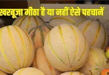 पके और मीठे खरबूजे खरीदने के 4 आसान ट्रिक