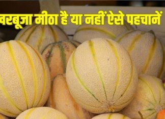 पके और मीठे खरबूजे खरीदने के 4 आसान ट्रिक