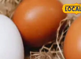 आप खा रहे हैं अंडा… पर क्या सही वाला? देसी और ब्रॉयलर में कौन है बेहतर?