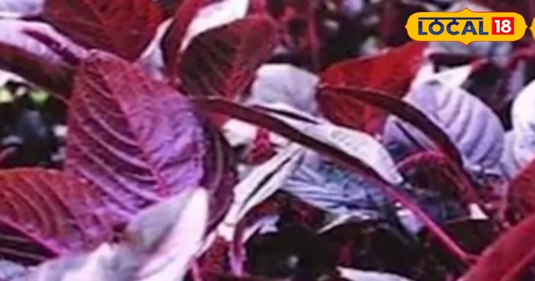 ये लाल पत्ता वजन कम करने में सहायक, गर्भवती महिलाओं के लिए फायदेमंद, खाएंगे तो बढ़ेगा खून