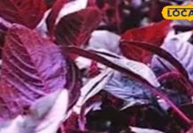 ये लाल पत्ता वजन कम करने में सहायक, गर्भवती महिलाओं के लिए फायदेमंद, खाएंगे तो बढ़ेगा खून