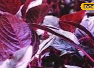ये लाल पत्ता वजन कम करने में सहायक, गर्भवती महिलाओं के लिए फायदेमंद, खाएंगे तो बढ़ेगा खून