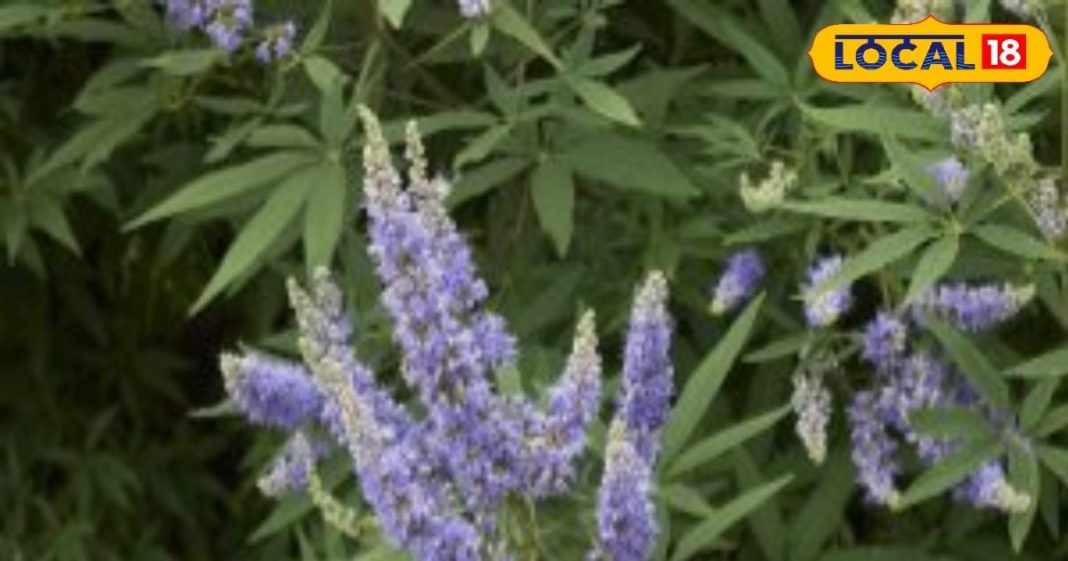 पहाड़ों का चमत्कारी पौधा…पैरालिसिस बीमारी के लिए रामबाण,चेचक में भी फायदेमंद