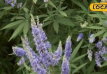 पहाड़ों का चमत्कारी पौधा…पैरालिसिस बीमारी के लिए रामबाण,चेचक में भी फायदेमंद