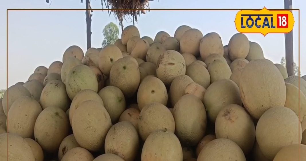 ना दवा, ना ऑपरेशन, किडनी स्टोन मिटाएगा गर्मियों का ये सुपरफ्रूट, मगर सभी के लिए नहीं है सेफ