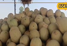 ना दवा, ना ऑपरेशन, किडनी स्टोन मिटाएगा गर्मियों का ये सुपरफ्रूट, मगर सभी के लिए नहीं है सेफ