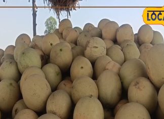 ना दवा, ना ऑपरेशन, किडनी स्टोन मिटाएगा गर्मियों का ये सुपरफ्रूट, मगर सभी के लिए नहीं है सेफ