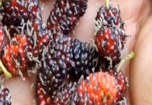 100 बीमारी एक तरफ, यह पत्ता एक तरफ, शुगर कंट्रोल से बॉडी डिटॉक्स तक अनगिनत फायदे