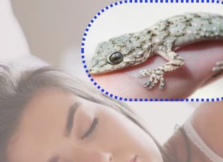 Lizard Dream Meaning: क्या आपके सपनों में भी आई है छिपकली? तो समझ लें जल्द होने वाला है कुछ बड़ा