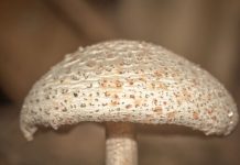 मशरूम के हैं बेहद शौकीन, लेकिन नहीं पता कौनसा सेहत के लिए है फायदेमंद? इन 5 तरीकों से करें ज़हरीले मशरूम की पहचान